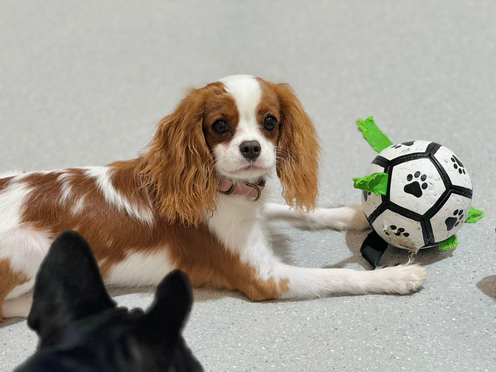 professional supervision